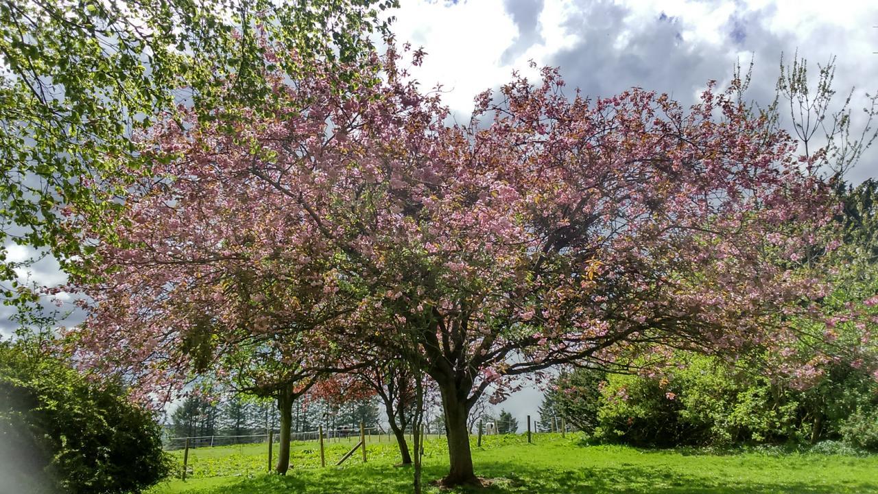 فندق Disblair House Newmacher المظهر الخارجي الصورة